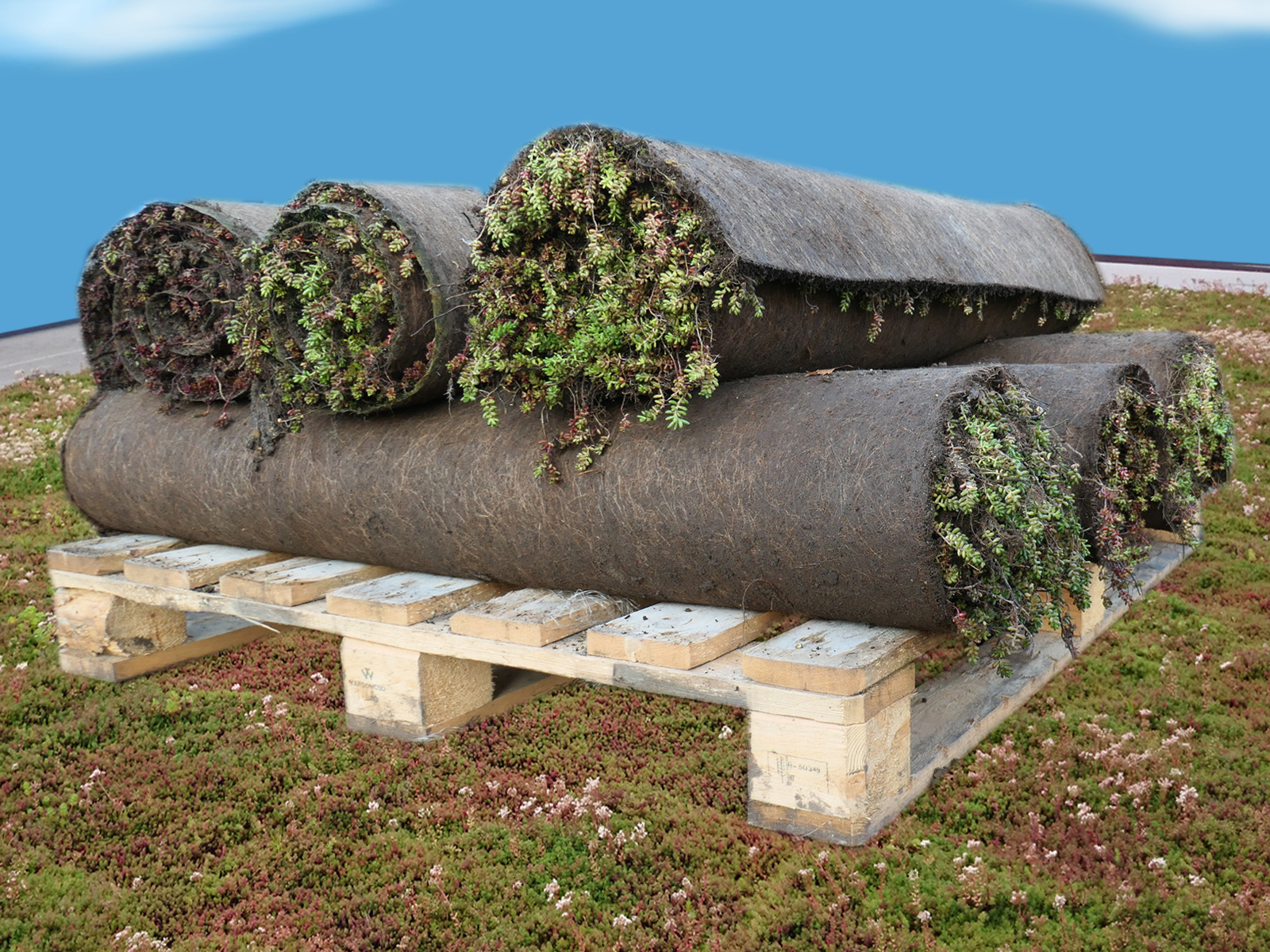 Mehrere Rollen Sedum-Vegetationsmatten auf einer Holzpalette, gestapelt in zwei Lagen. Die Matten zeigen grüne Vegetation und sind bereit zur Verlegung auf extensiven Gründächern. Im Hintergrund ist Dachbegrünung und blauer Himmel mit Wolken zu sehen.