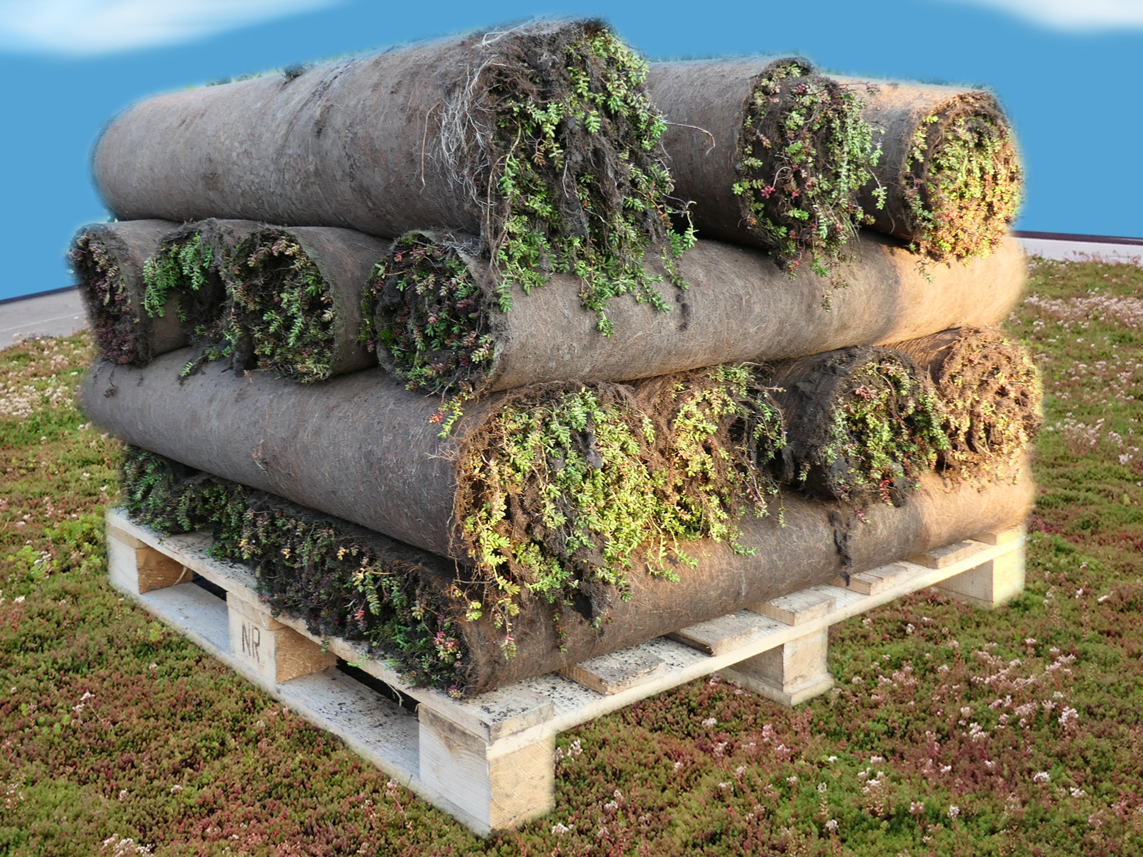 Mehrere Rollen Sedum-Vegetationsmatten auf einer Holzpalette, gestapelt in vier Lagen. Die Matten zeigen grüne Vegetation und sind bereit zur Verlegung auf extensiven Gründächern. Im Hintergrund ist Dachbegrünung und blauer Himmel mit Wolken zu sehen.
