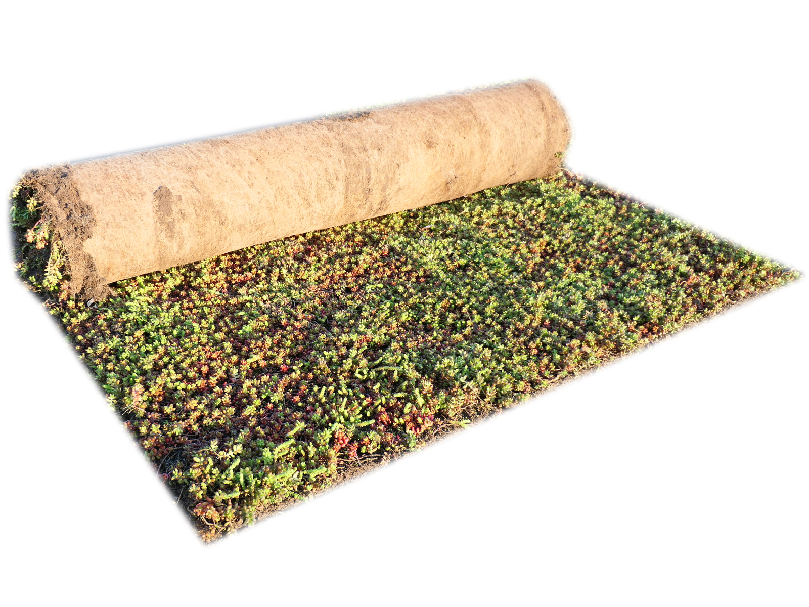 Eine teilweise ausgerollte Vegetationsmatte mit grün-rotem Bewuchs, bestehend aus Sedum und bodendeckenden Pflanzen. Die Matte zeigt die darunterliegende Erde und eignet sich ideal für die schnelle und pflegeleichte Begrünung von Flachdächern.
