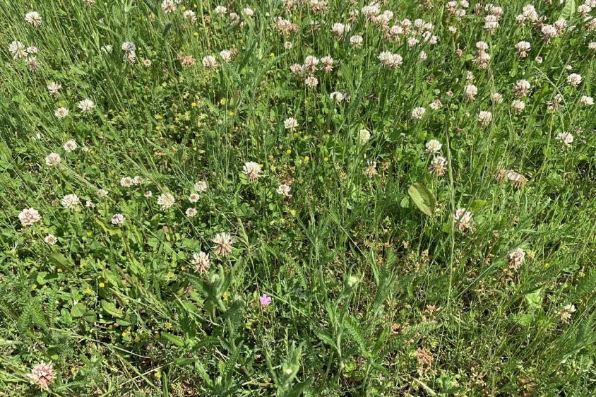 Sedum Kräuter Begrünung